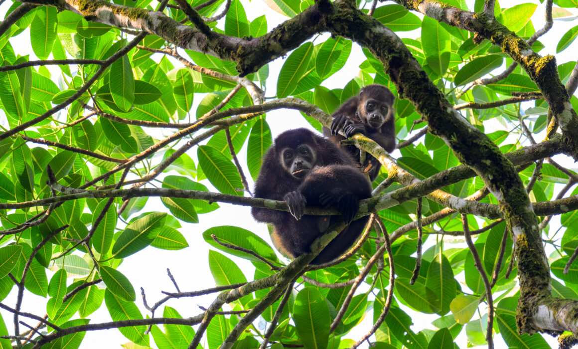 Mantled Howler Monkeys, Costa Rica