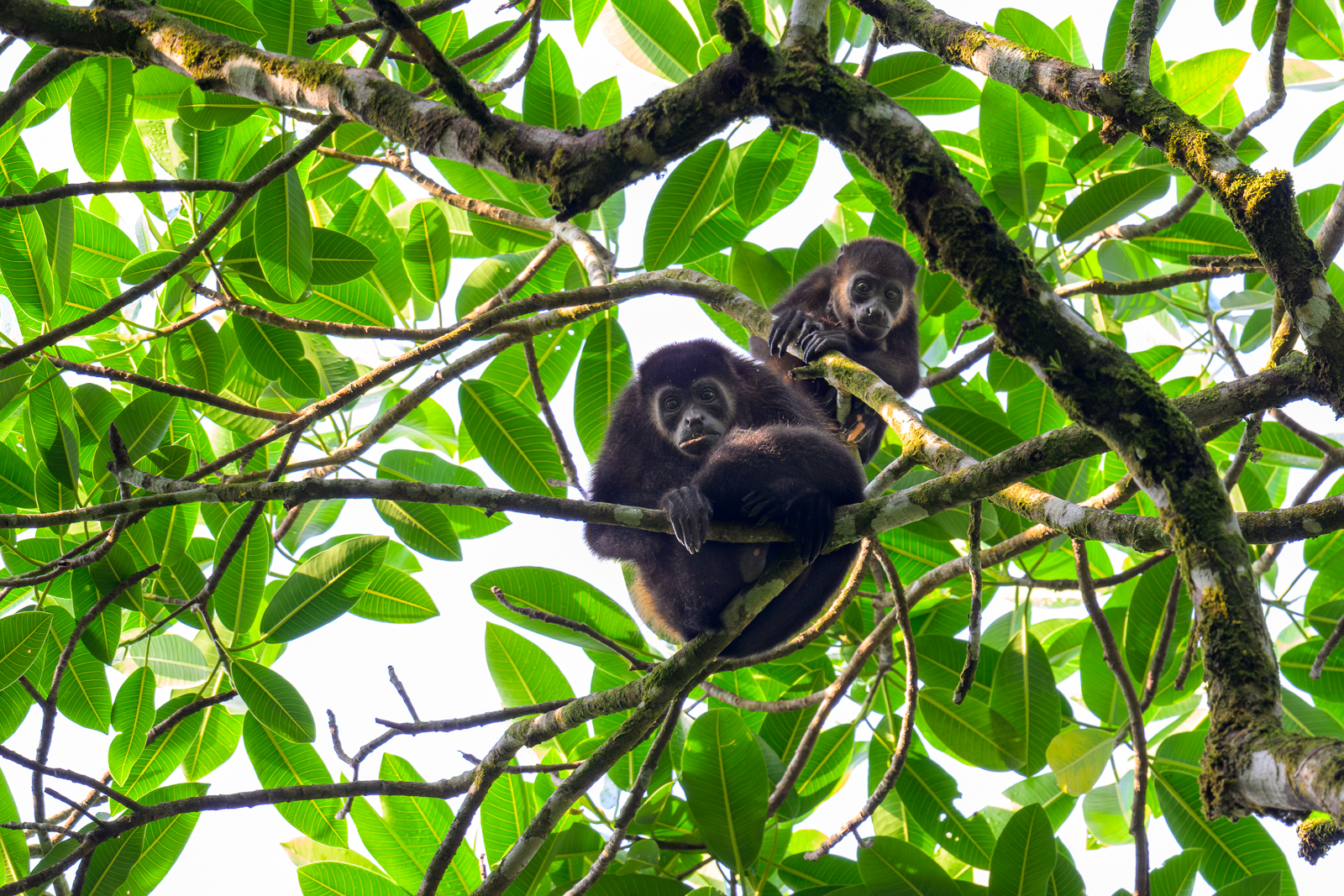 Mantled Howler Monkeys, Costa Rica