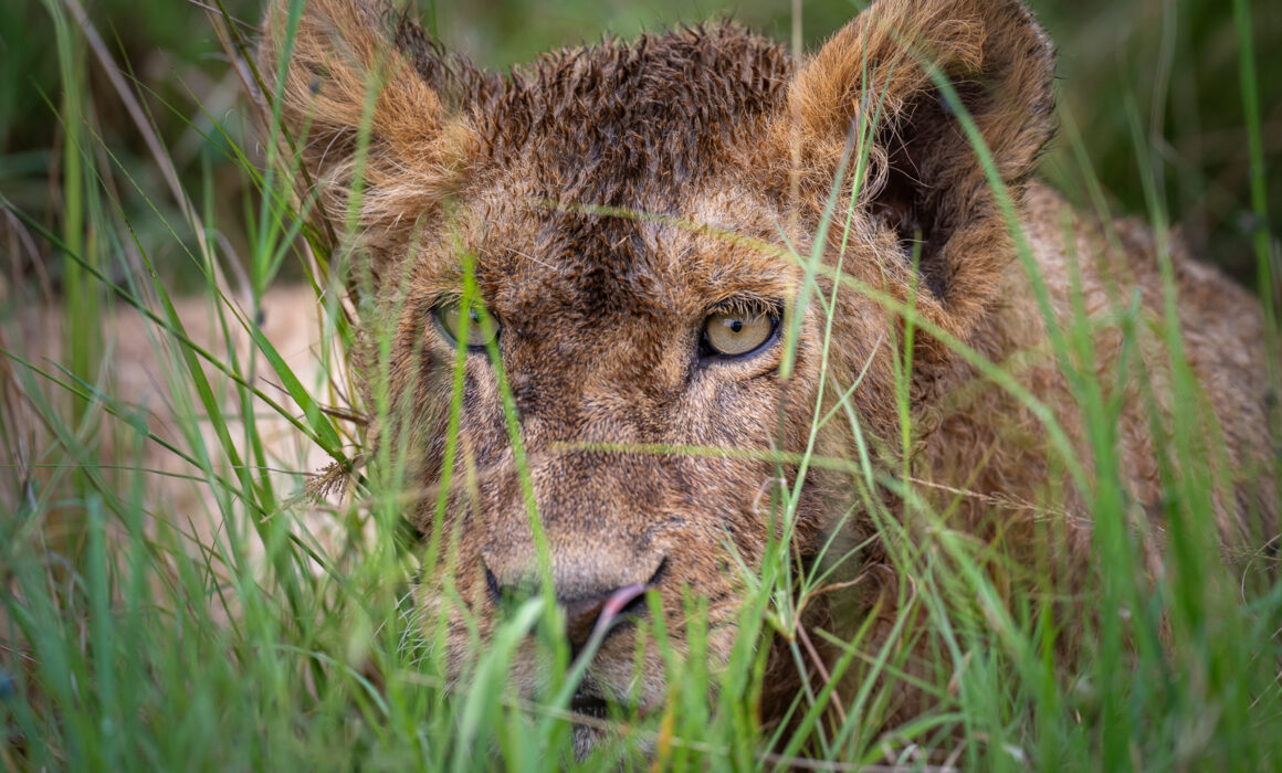 Lion, Kenya