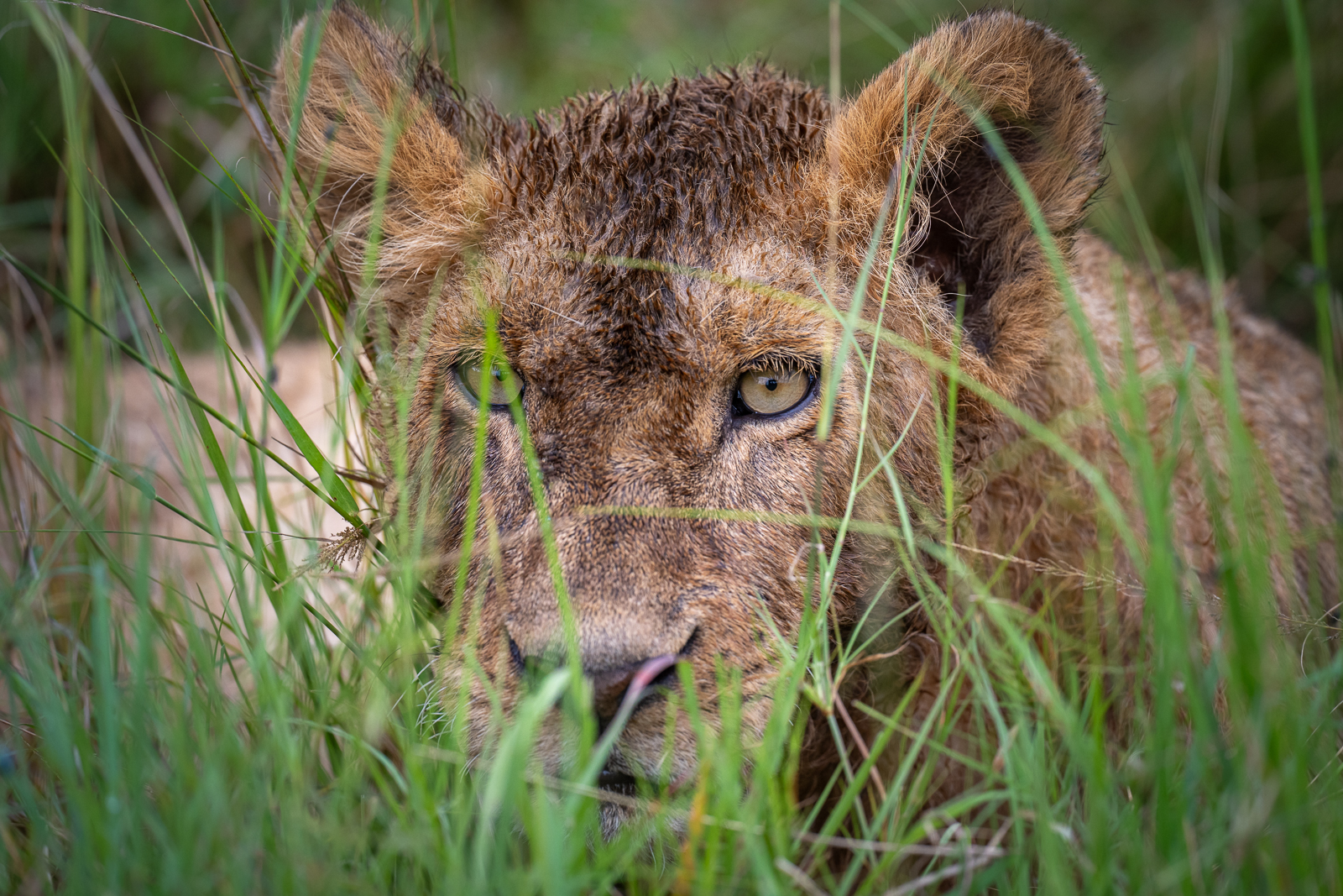 Lion, Kenya