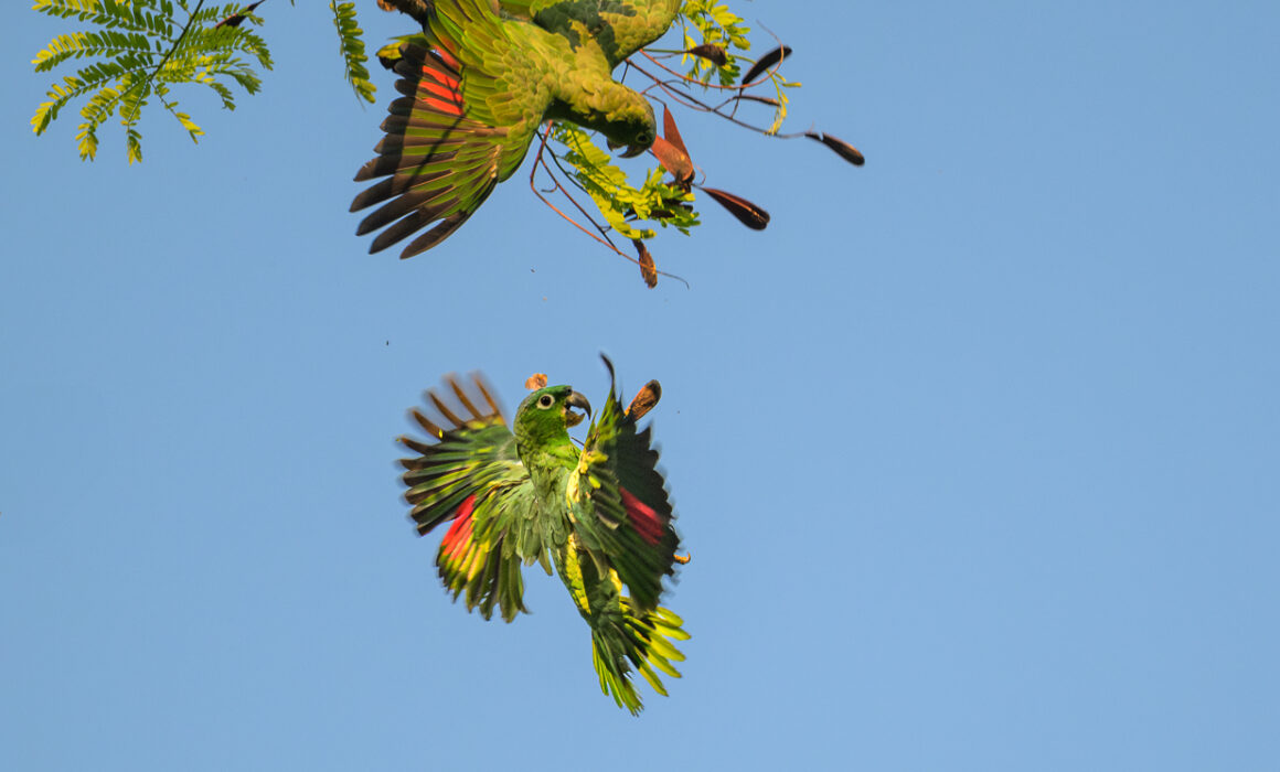Mealy Parrots, Costa Rica