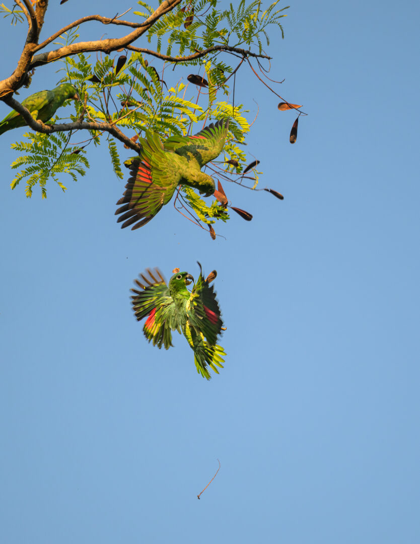 Mealy Parrots, Costa Rica