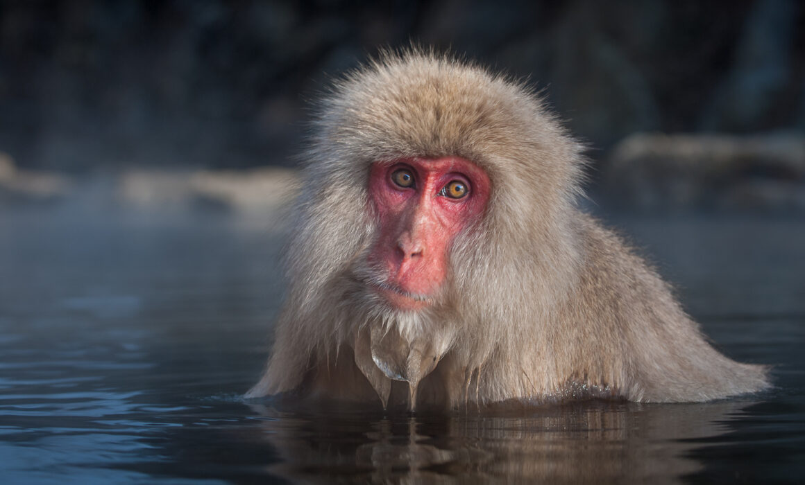 Snow Monkey, Japan
