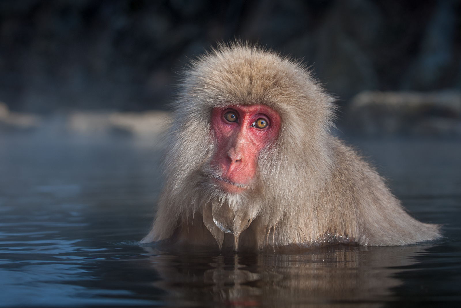 Snow Monkey, Japan