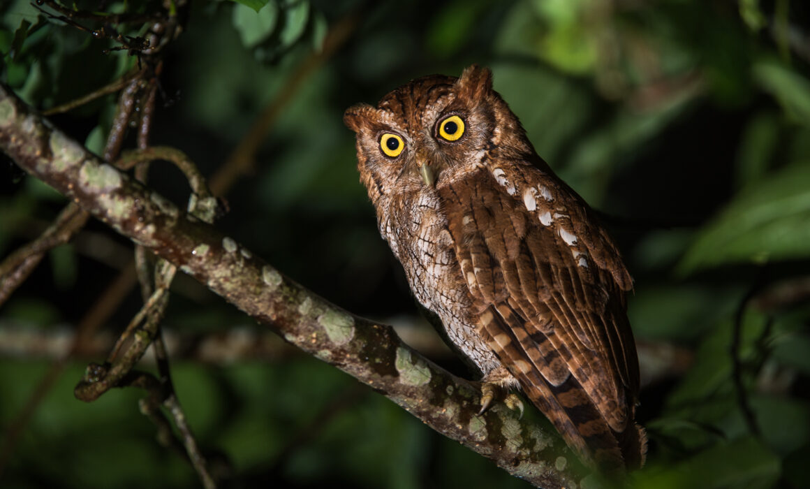 Tropical Screech Owl, Panama