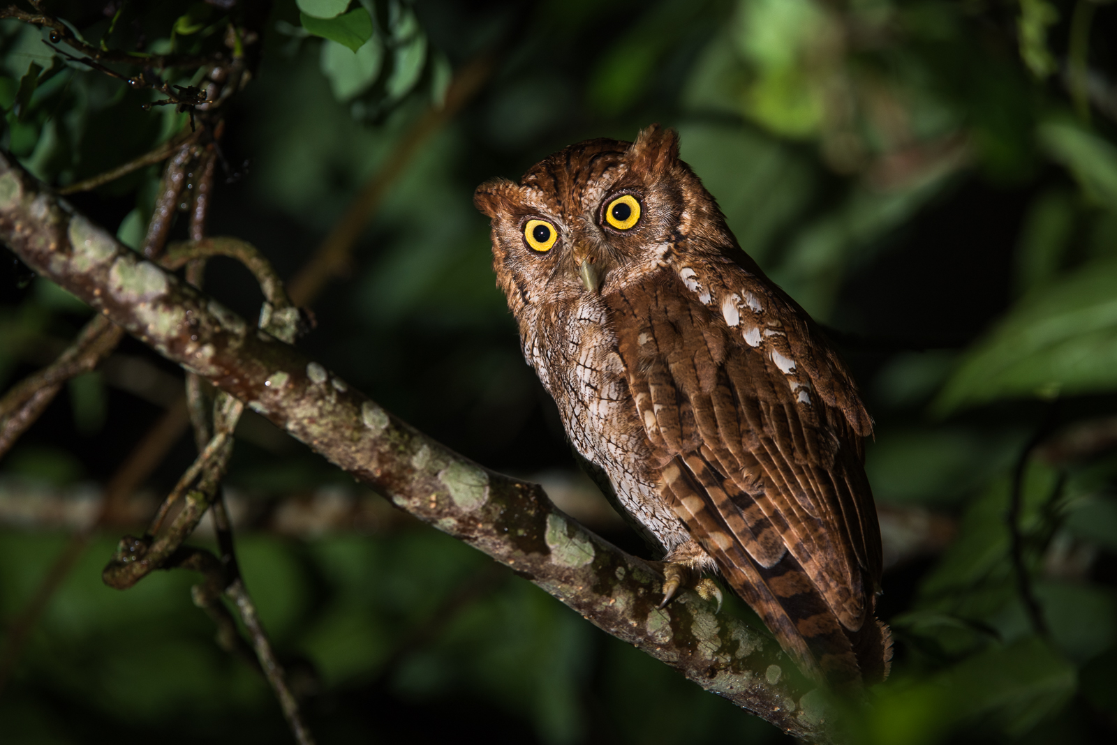 Tropical Screech Owl, Panama