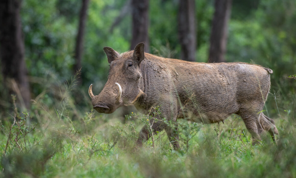 Warthog, Masai Mara, Kenya