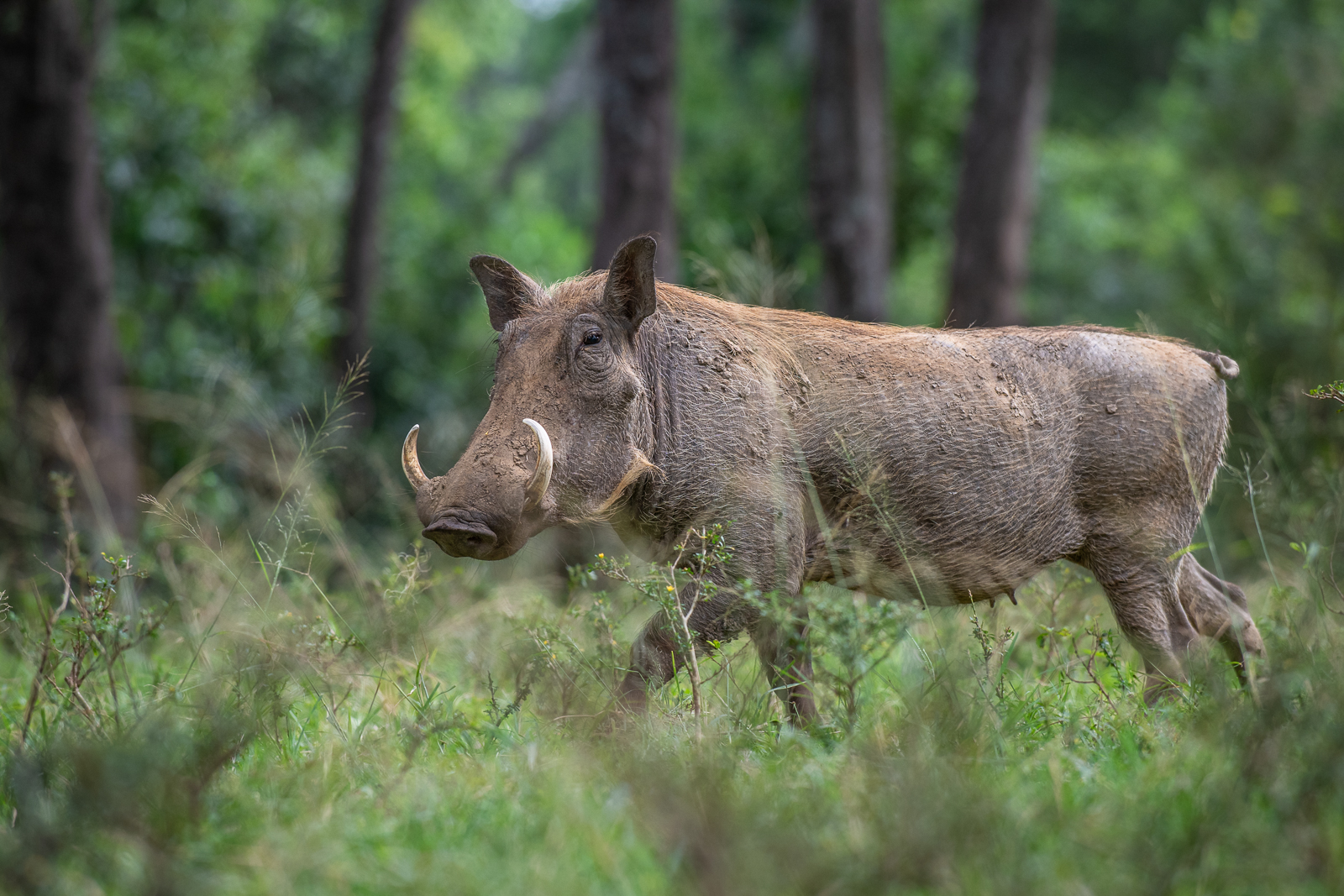 Warthog, Masai Mara, Kenya