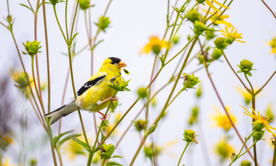American Goldfinch, Rhode Island