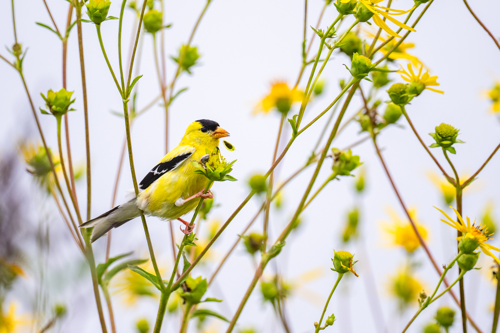 American Goldfinch, Rhode Island