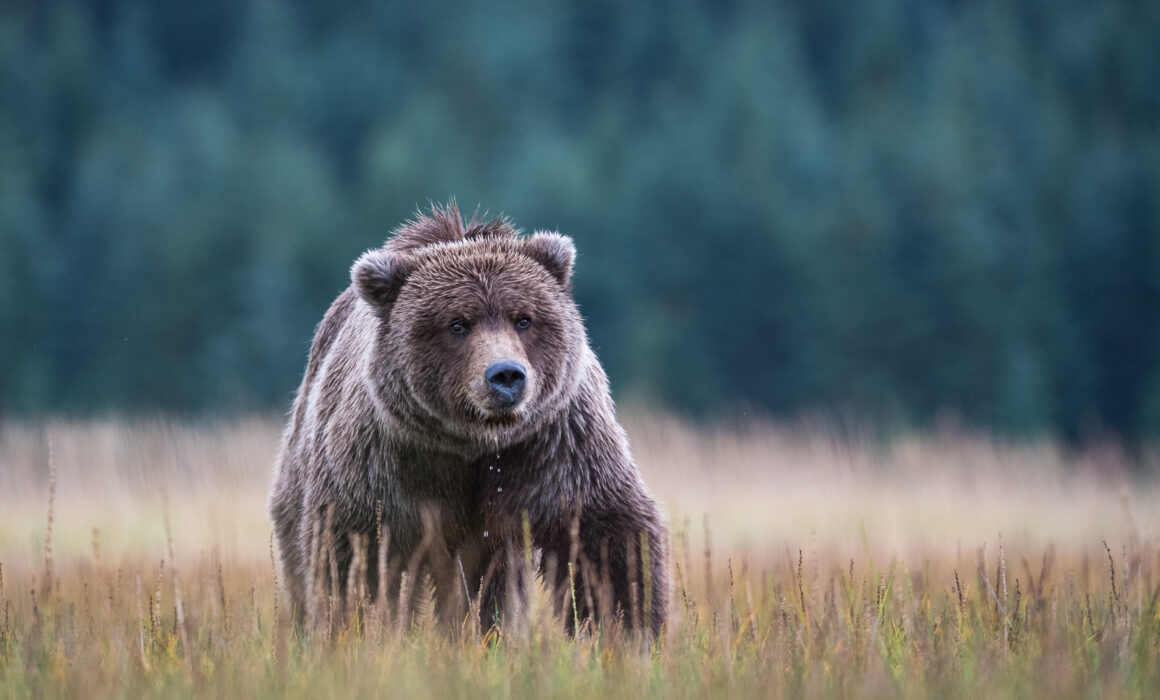 Coastal Brown Bear, Alaska
