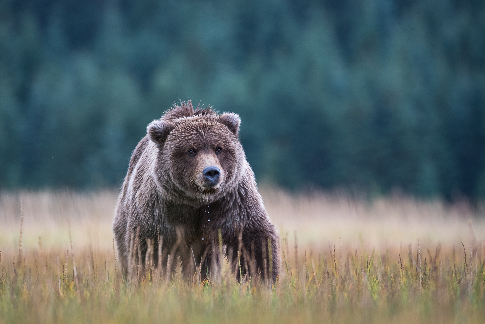 Coastal Brown Bear, Alaska