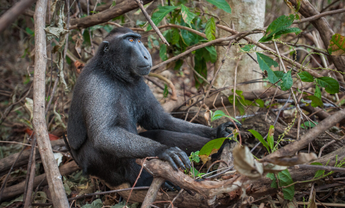 Celebes Black Macaque, Indonesia