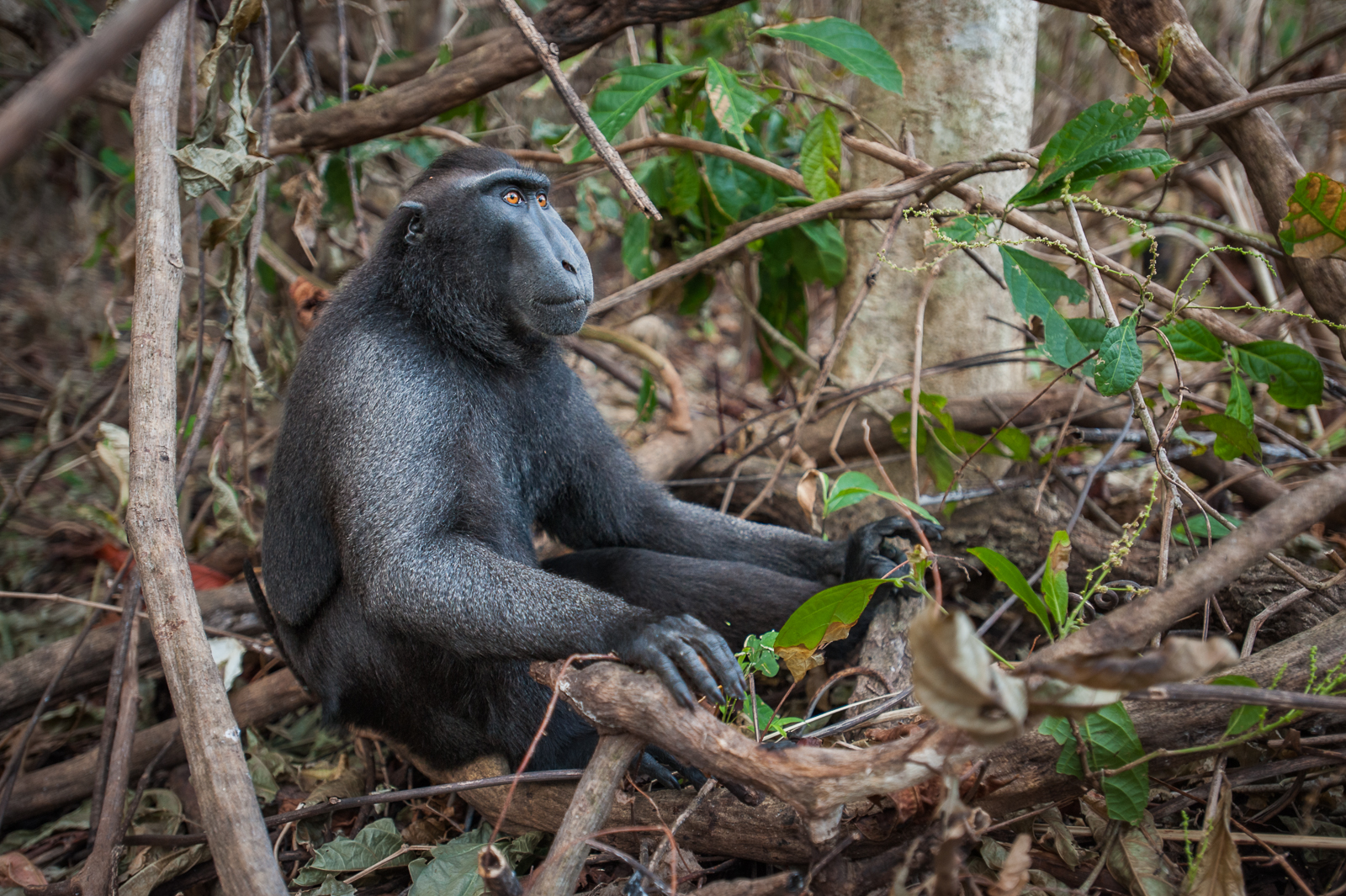 Celebes Black Macaque, Indonesia