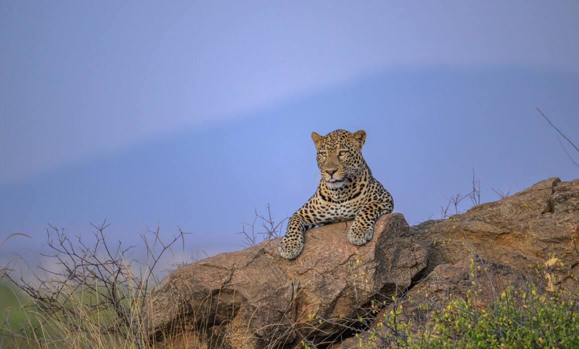 Leopard, Kenya