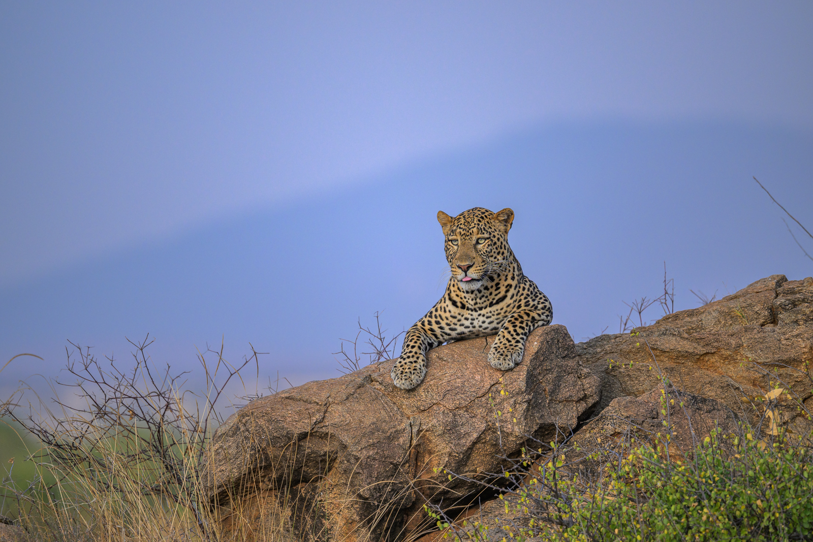 Leopard, Kenya