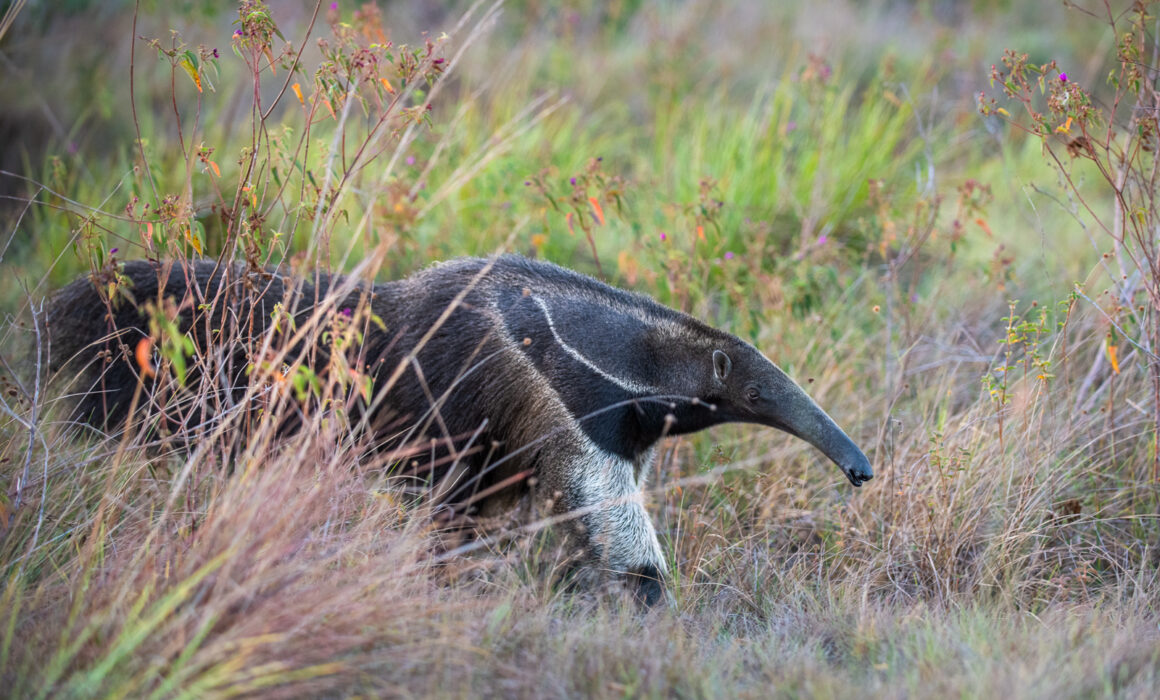 Giant Anteater, Guyana