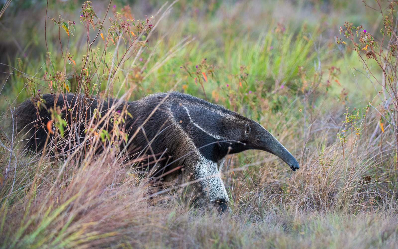 Giant Anteater, Guyana