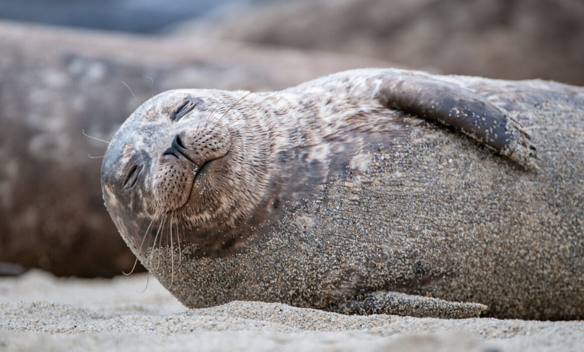 Harbor Seal, California