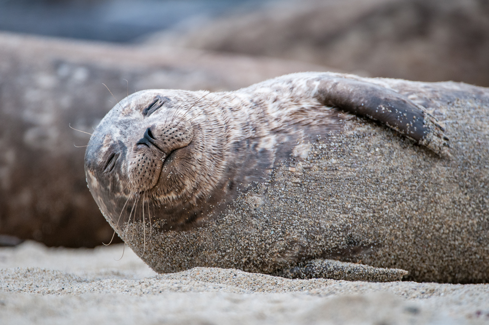 Harbor Seal, California