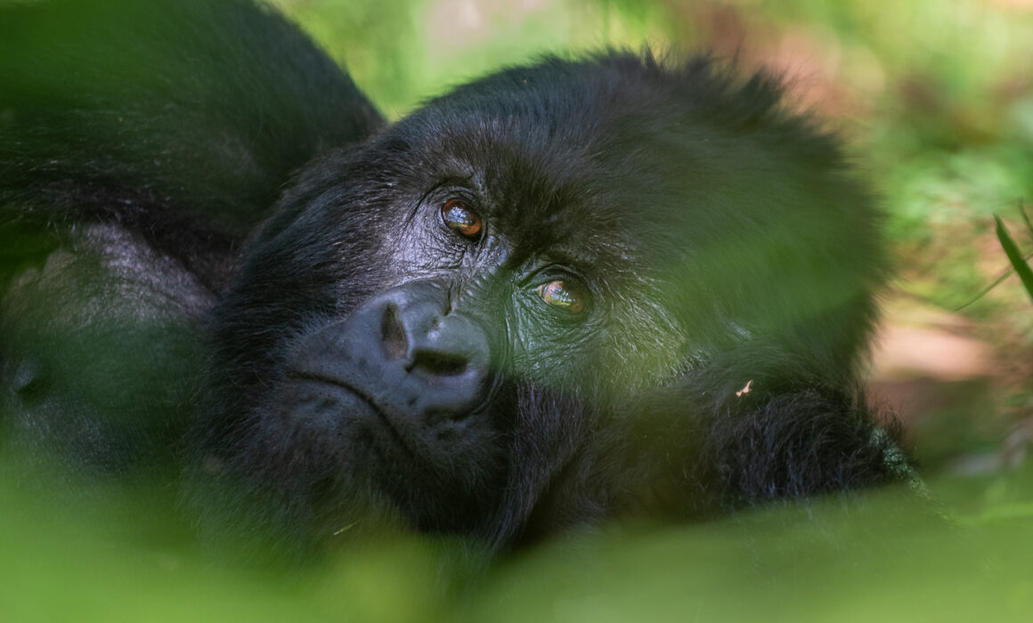 Mountain Gorilla, Uganda
