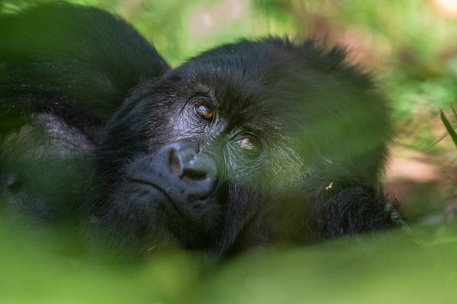 Mountain Gorilla, Uganda
