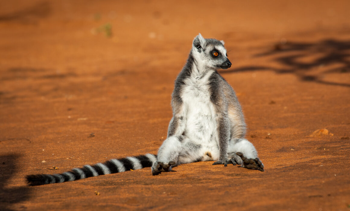 Ring-Tailed Lemur, Madagascar