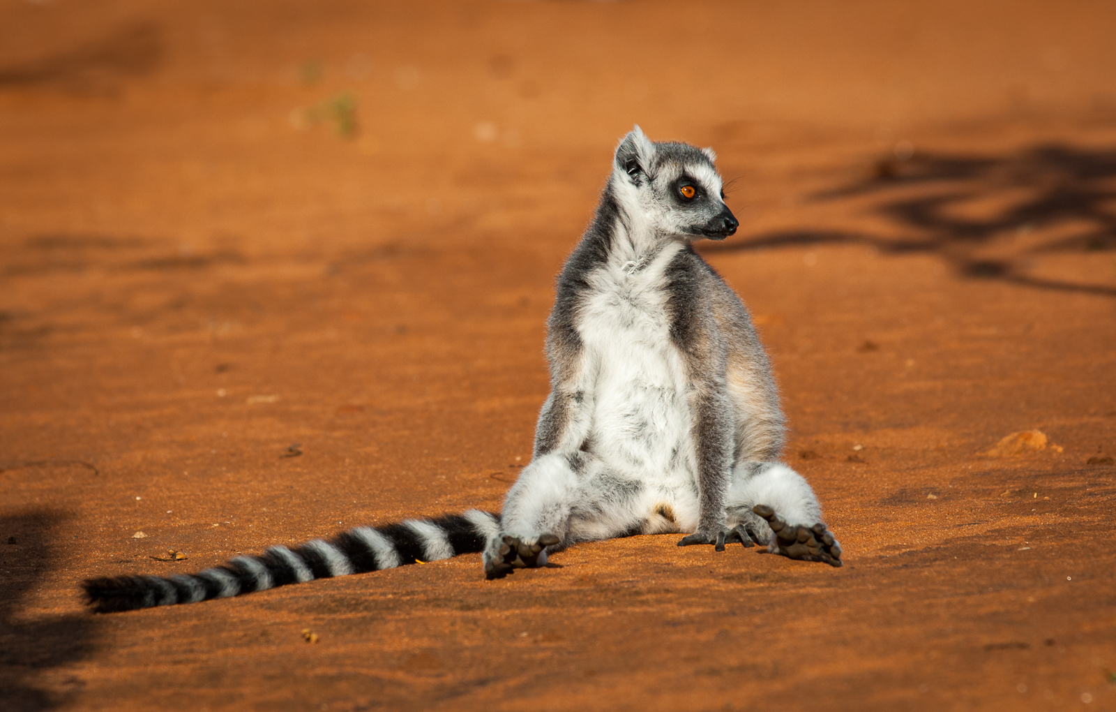 Ring-Tailed Lemur, Madagascar