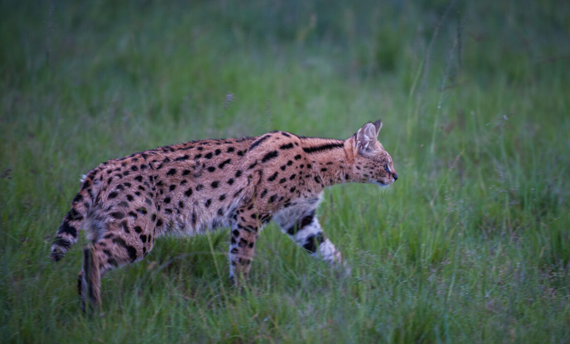 Serval, Kenya