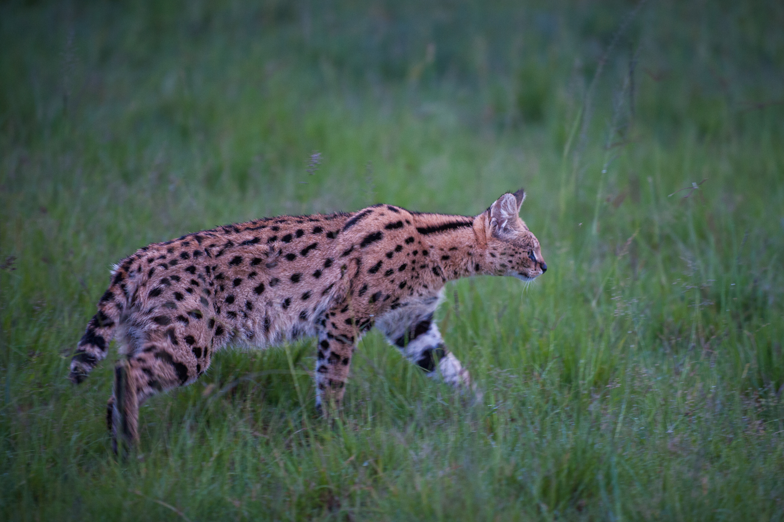 Serval, Kenya