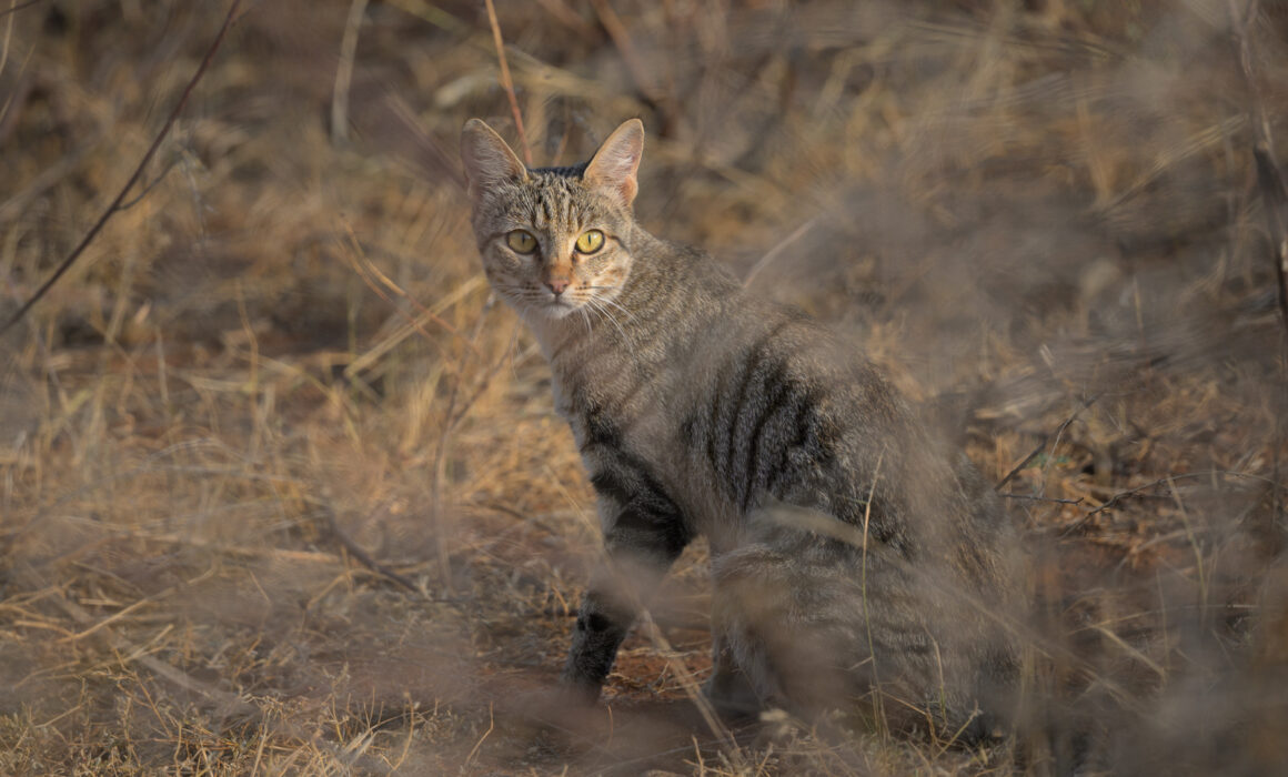 Africa Wildcat, Kenya