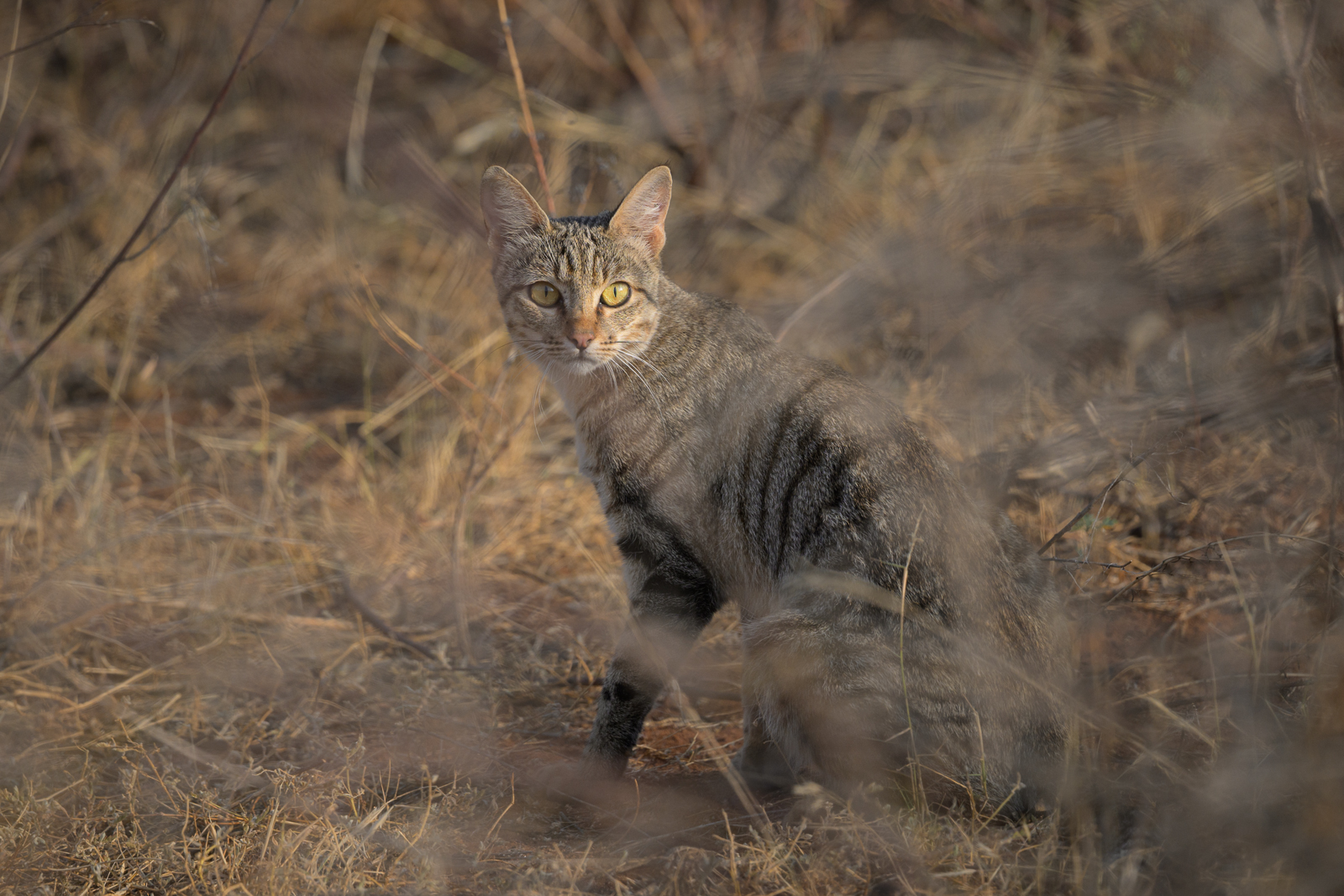 Africa Wildcat, Kenya