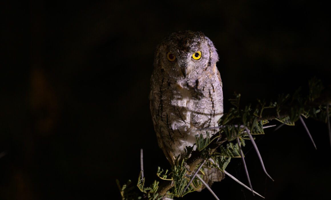 African Scops Owl, Kenya