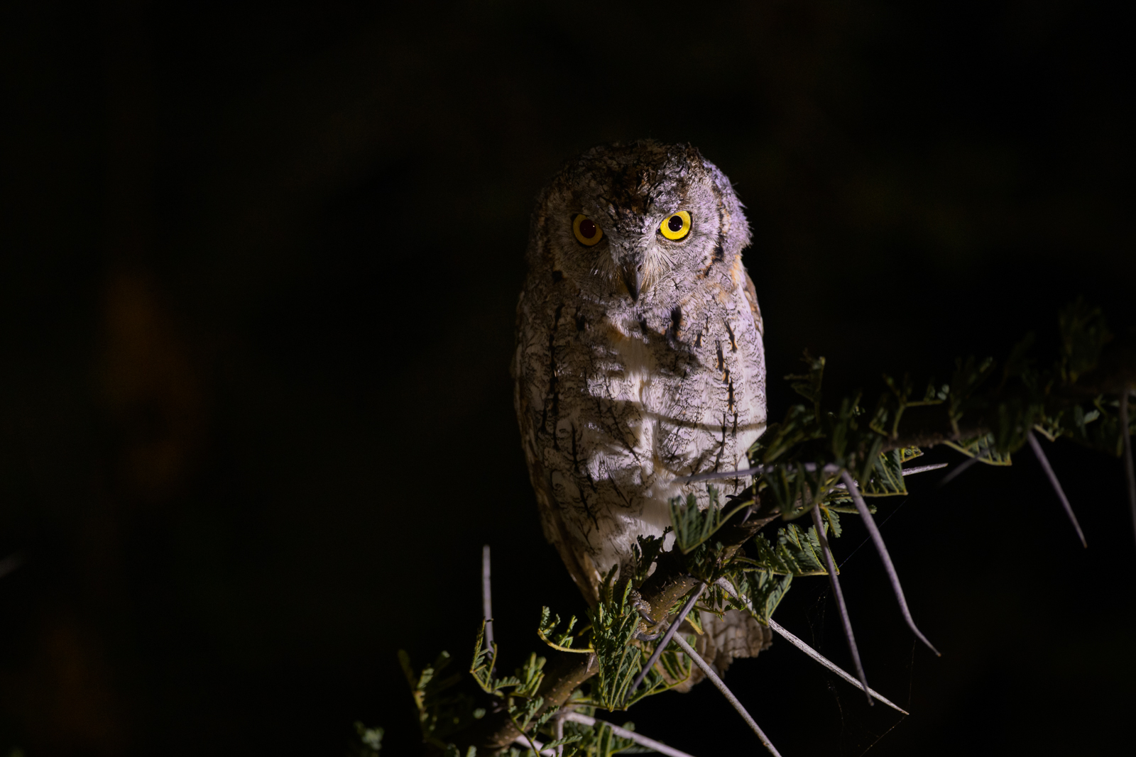 African Scops Owl, Kenya