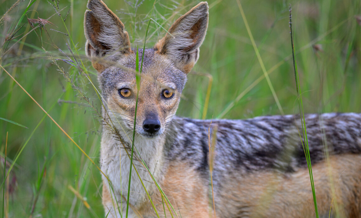 Black-Backed Jackal, Kenya