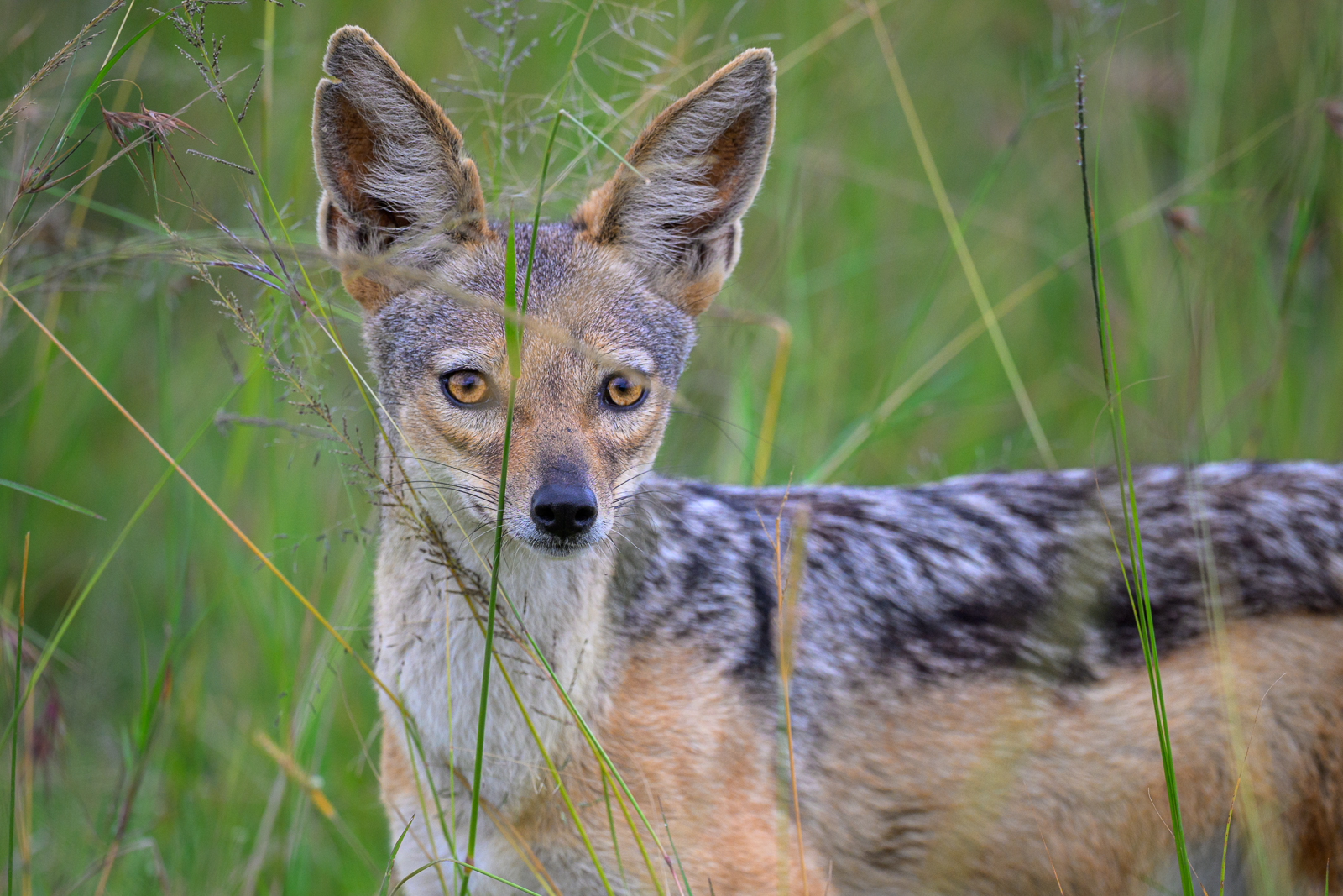 Black-Backed Jackal, Kenya