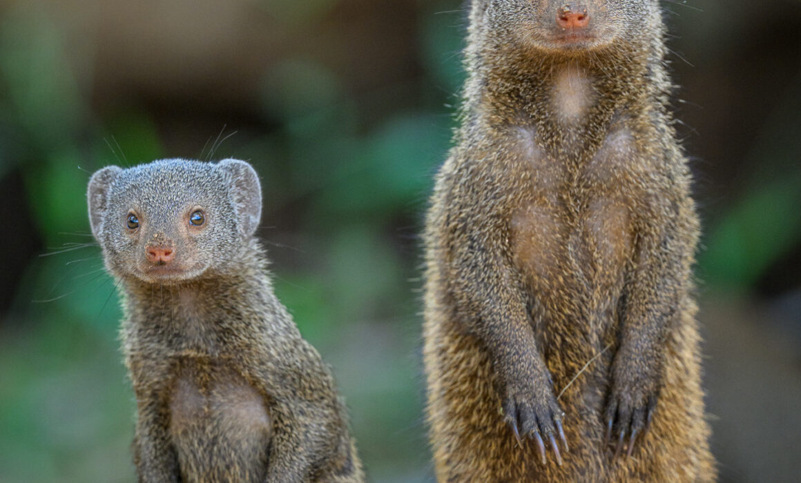 Dwarf Mongoose Mother and Pup, Kenya