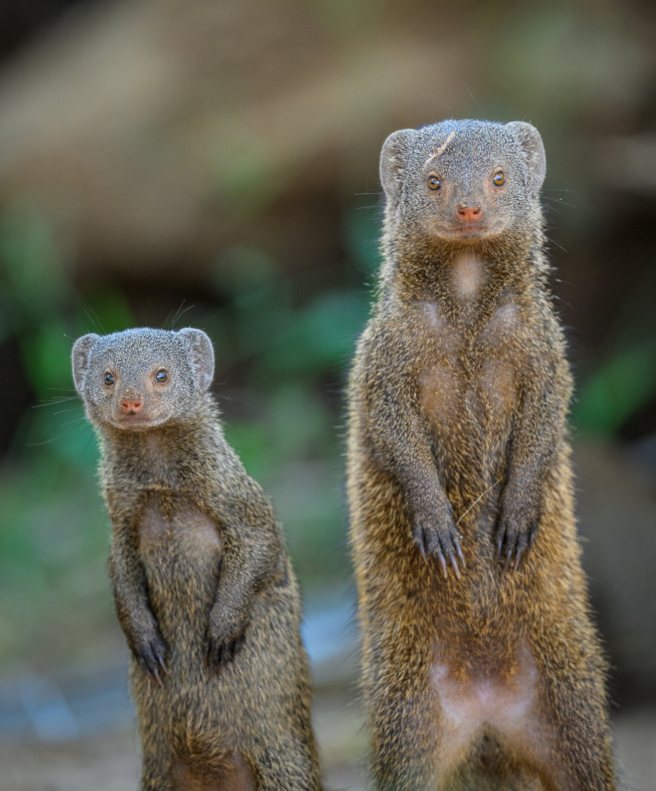 Dwarf Mongoose Mother and Pup, Kenya