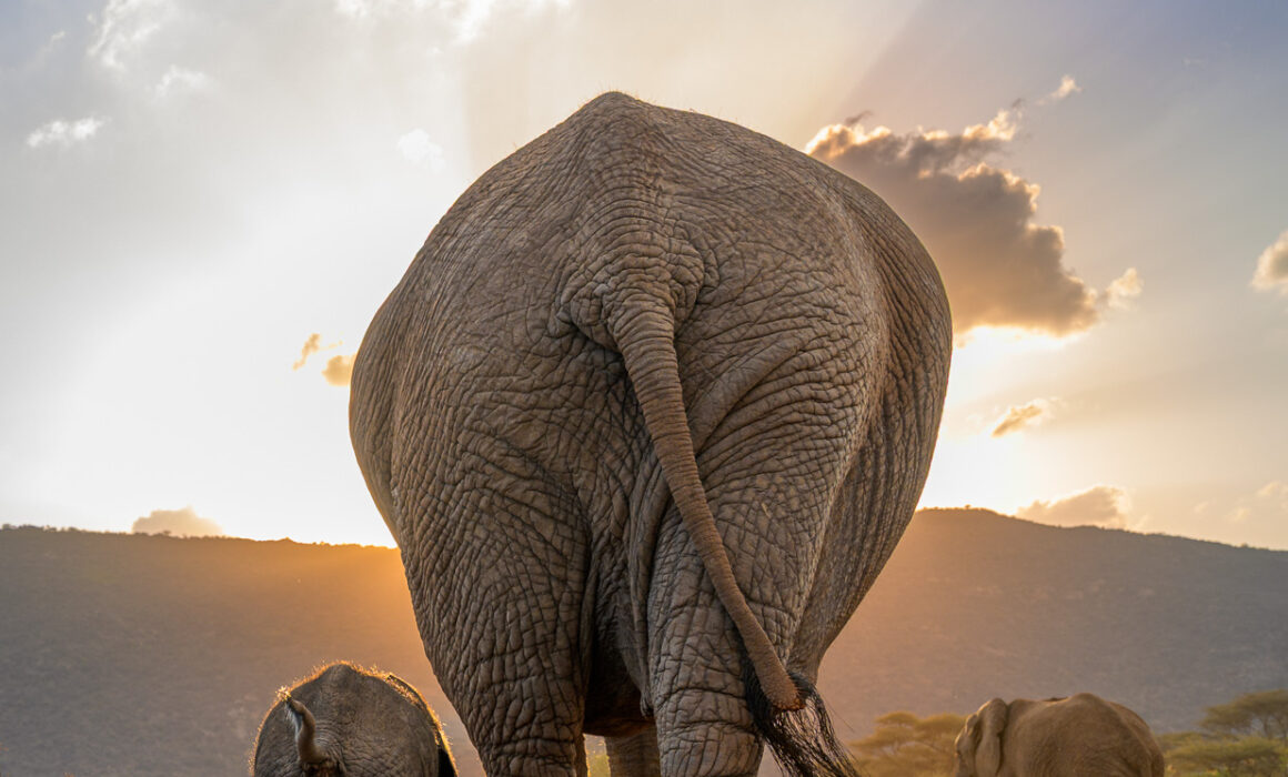 Elephant Butts, Kenya