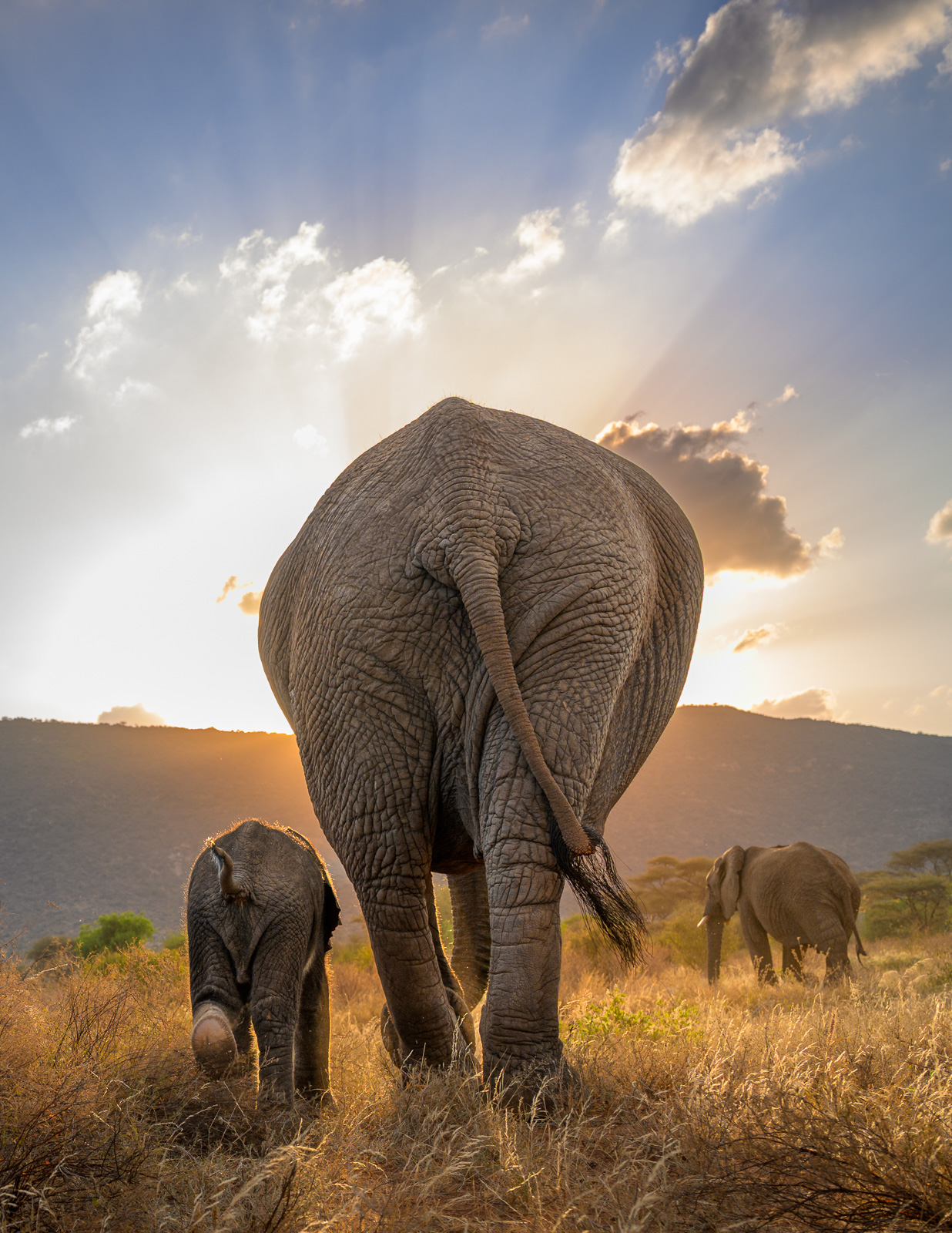 Elephant Butts, Kenya