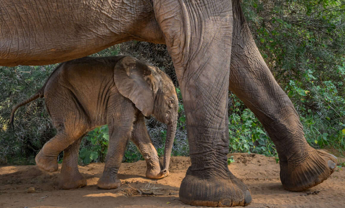Baby Elephant, Kenya
