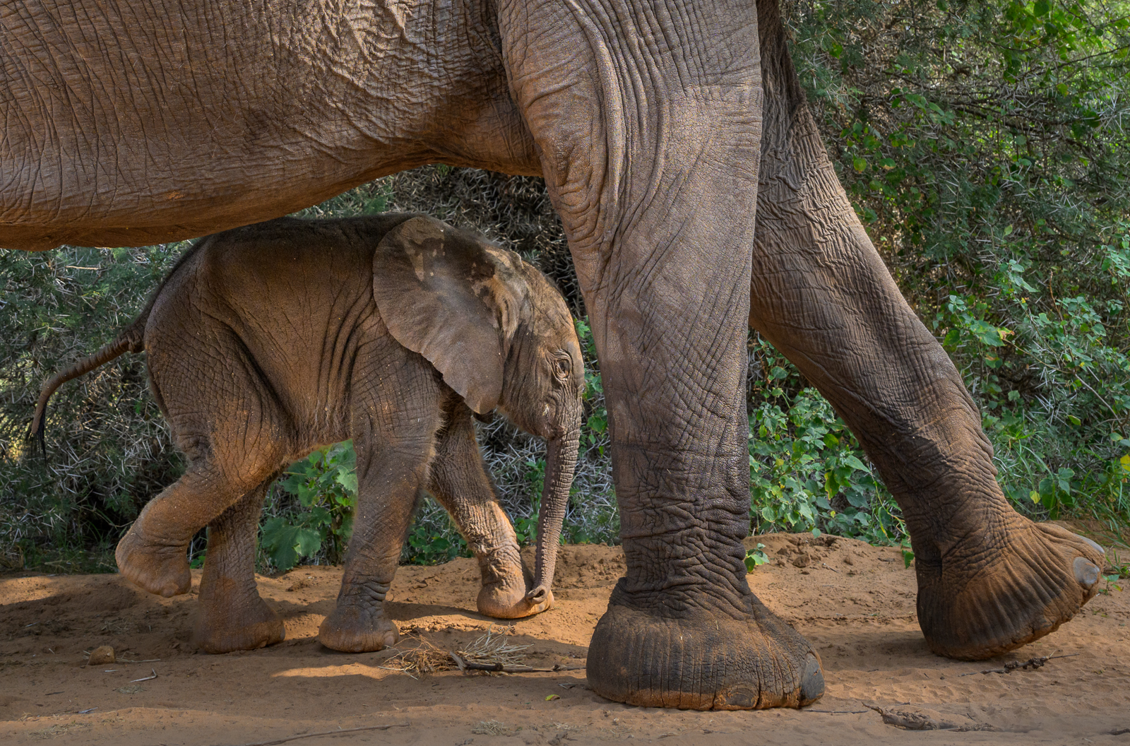 Baby Elephant, Kenya