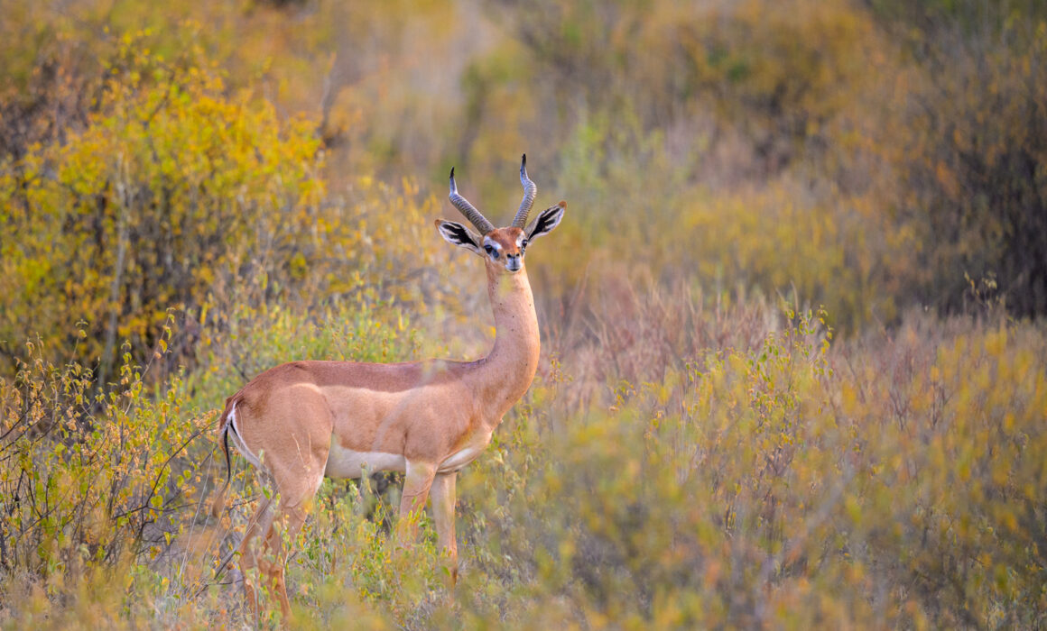 Male Gerenuk, Kenya