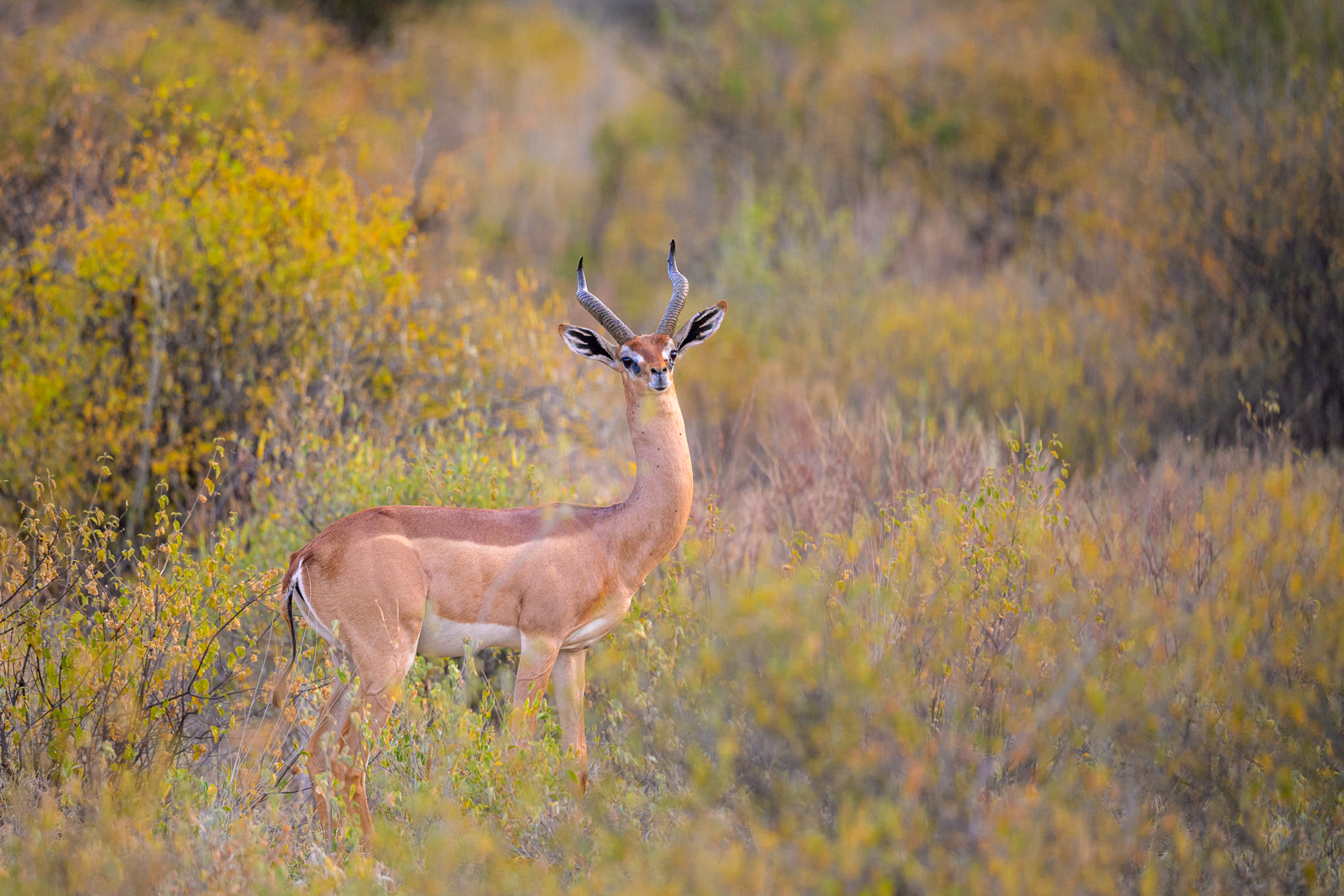 Male Gerenuk, Kenya