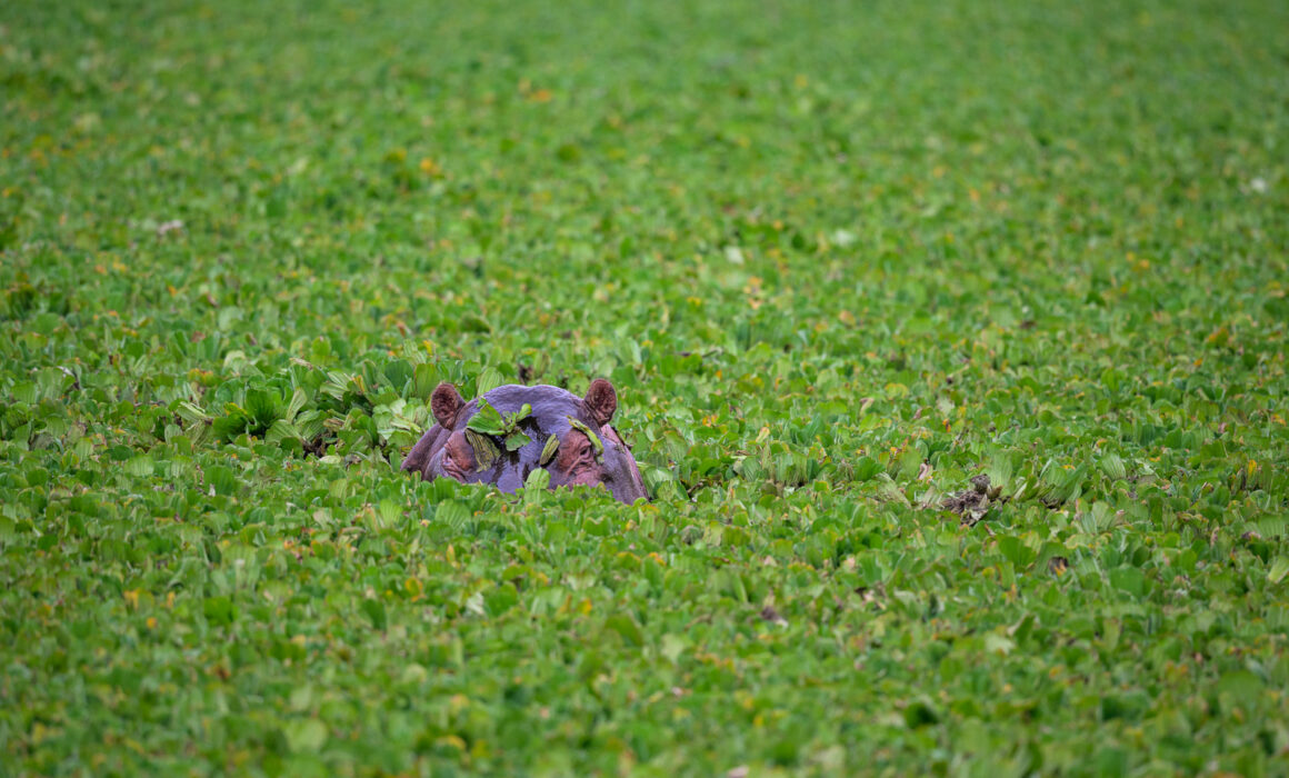 Hippo in Cape Blue Lily Pond, Kenya