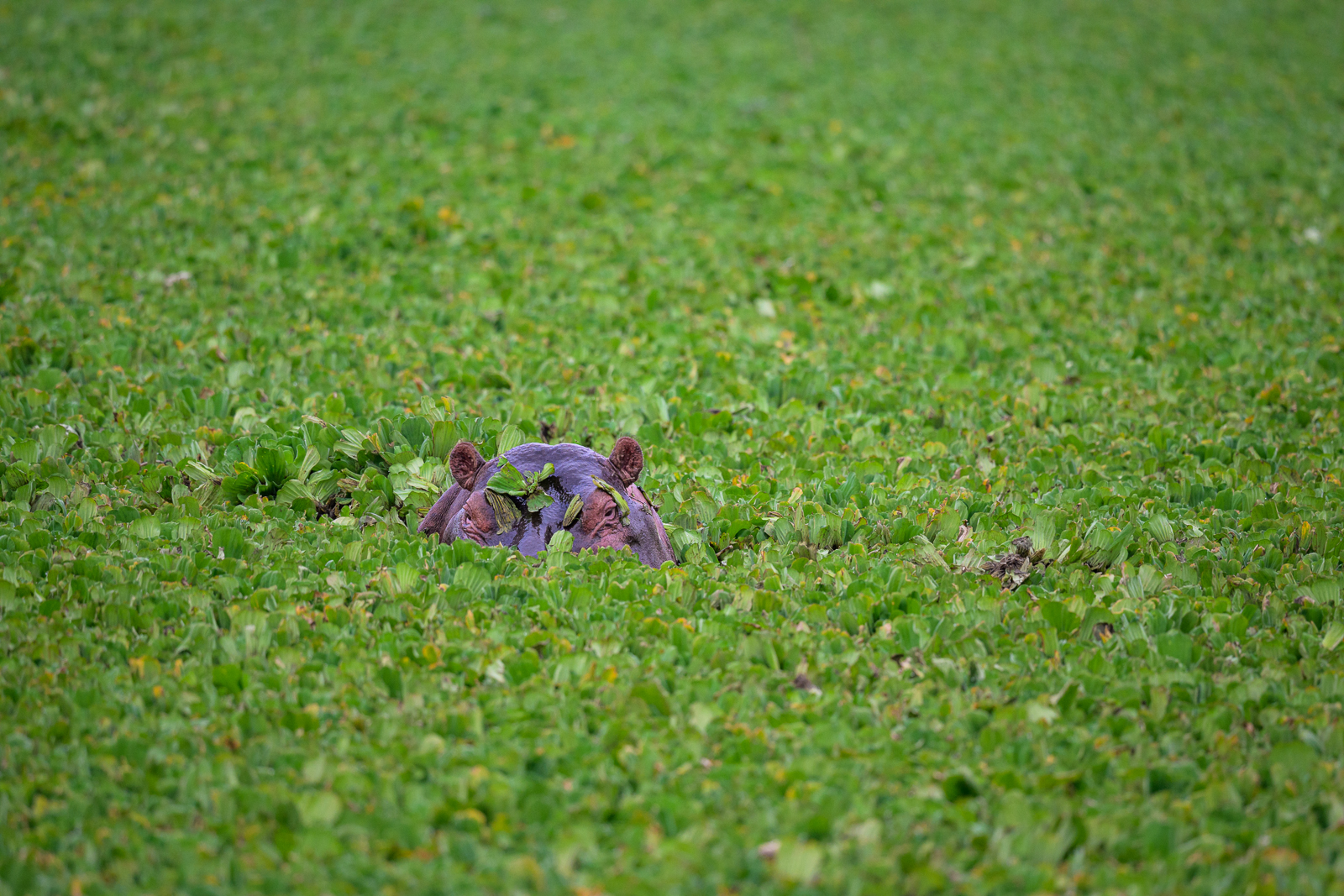 Hippo in Cape Blue Lily Pond, Kenya