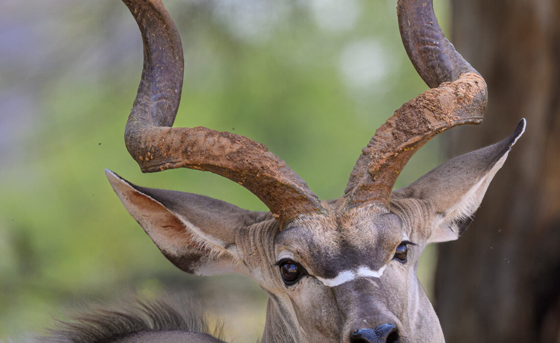 Male Kudu, Kenya