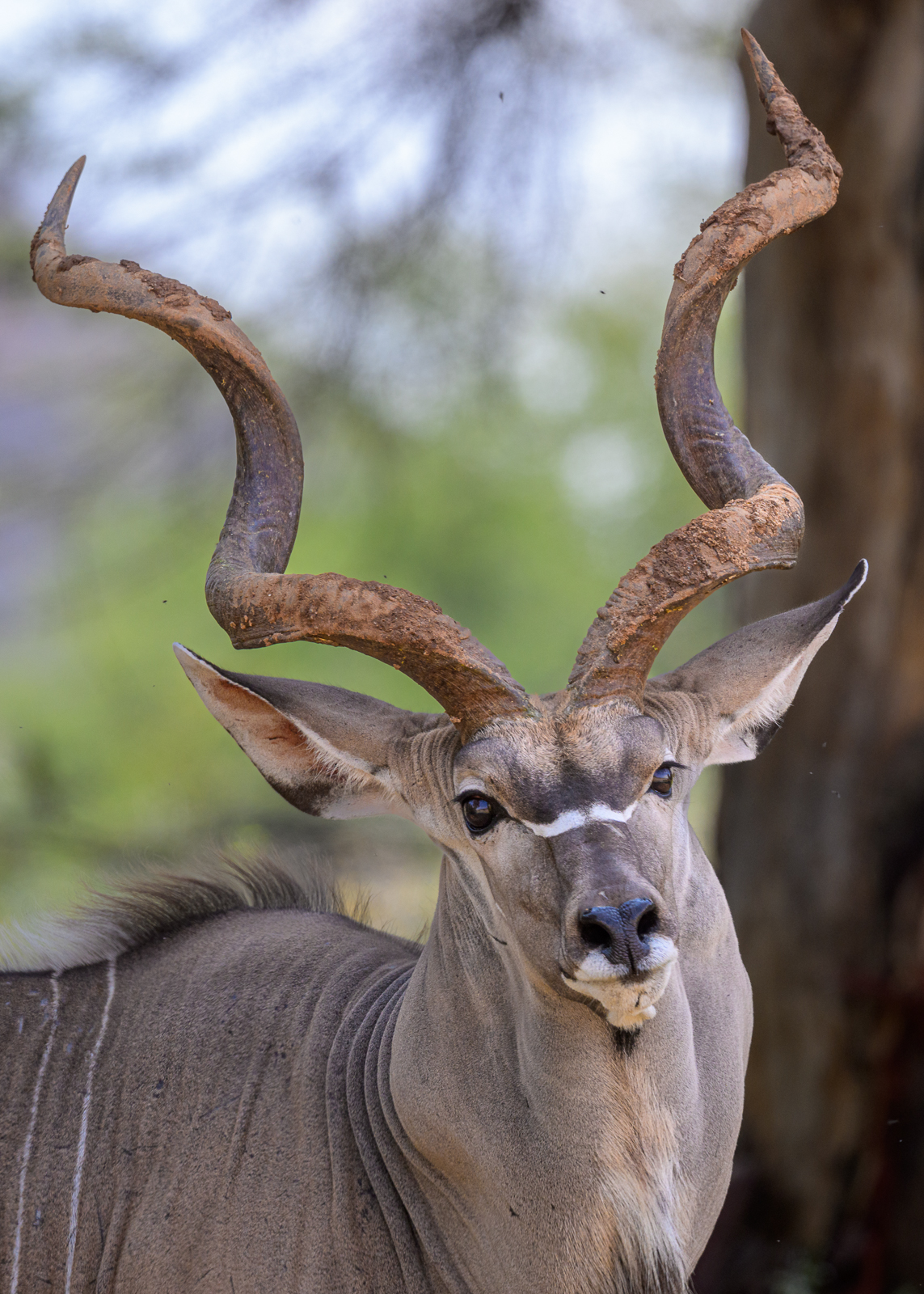 Male Kudu, Kenya