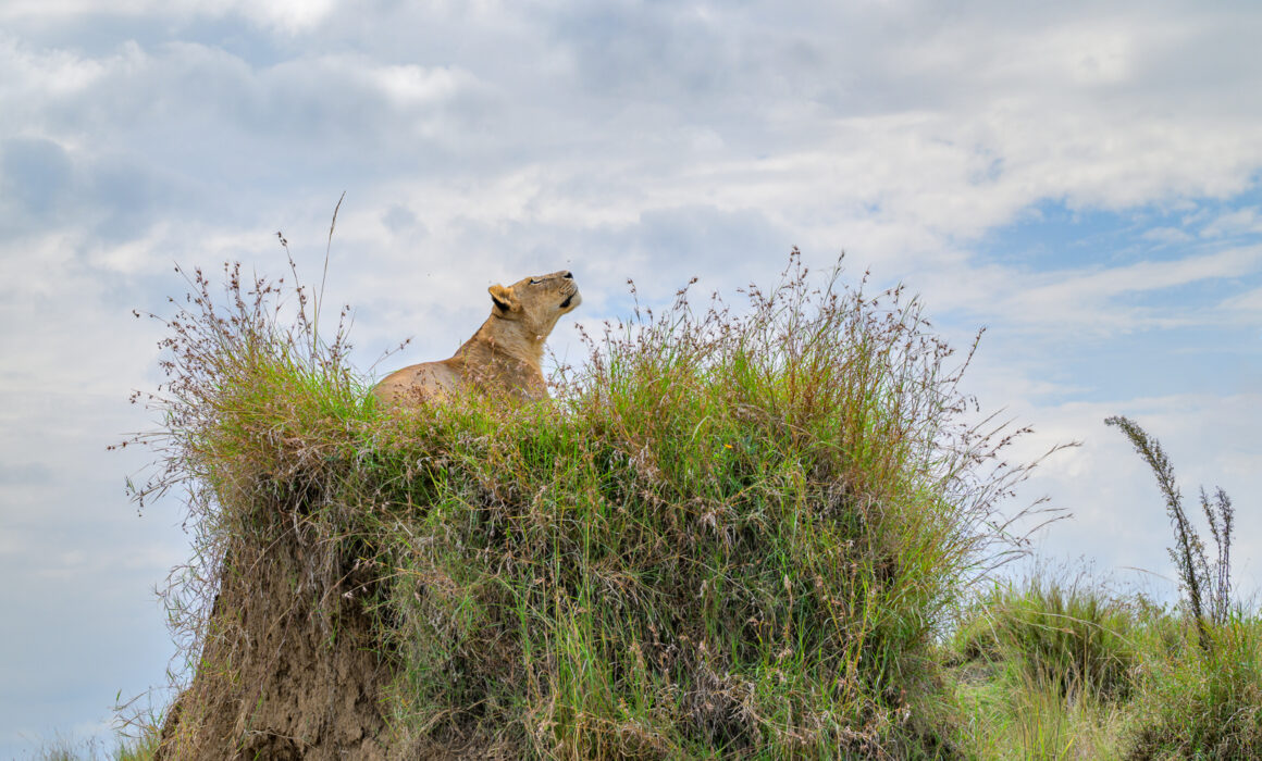 Lioness Throne, Kenya