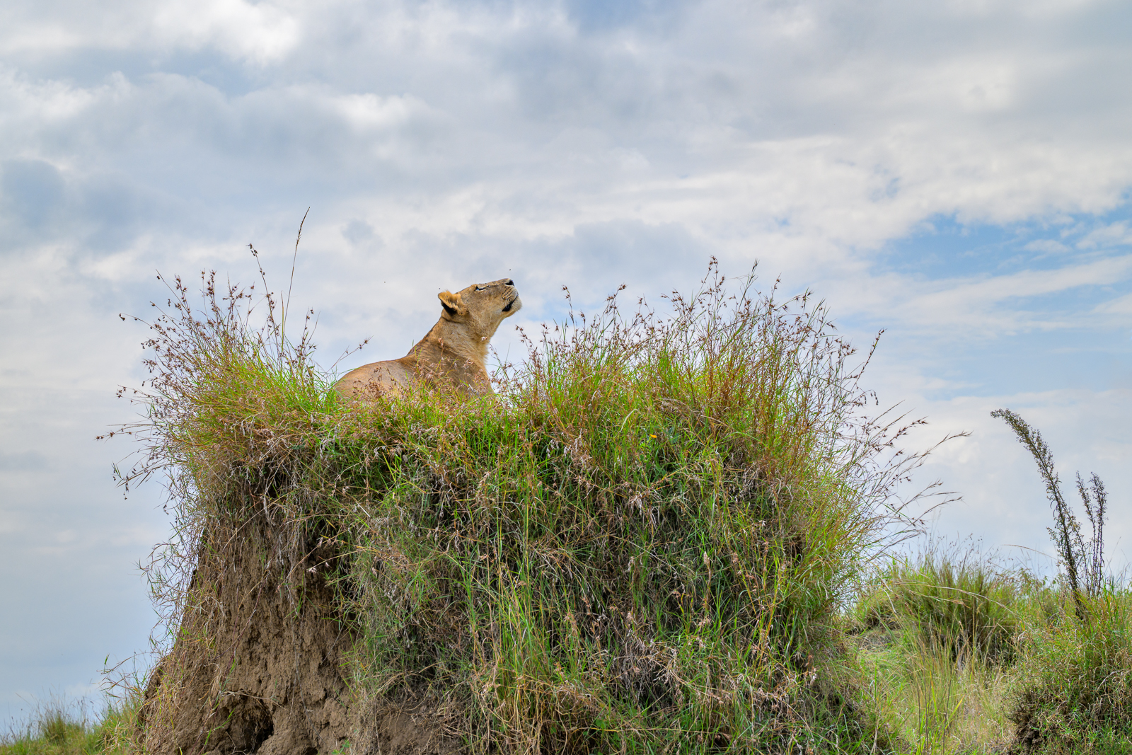 Lioness Throne, Kenya